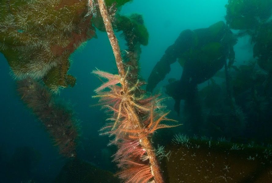 Sea Change Wester Ross’s response to Marine Biopolymers Ltd Wild Seaweed Harvesting Scoping Report