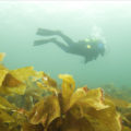 Kelp diver