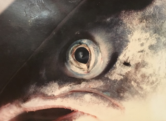 Look This Salmon In the Eye Then Ask Your MSP to Ask Questions During the Parliamentary Debate on Salmon Farming (6th Feb 2019)