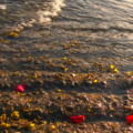 14 Shoreline petals 2020-09-28 at 15.07.55