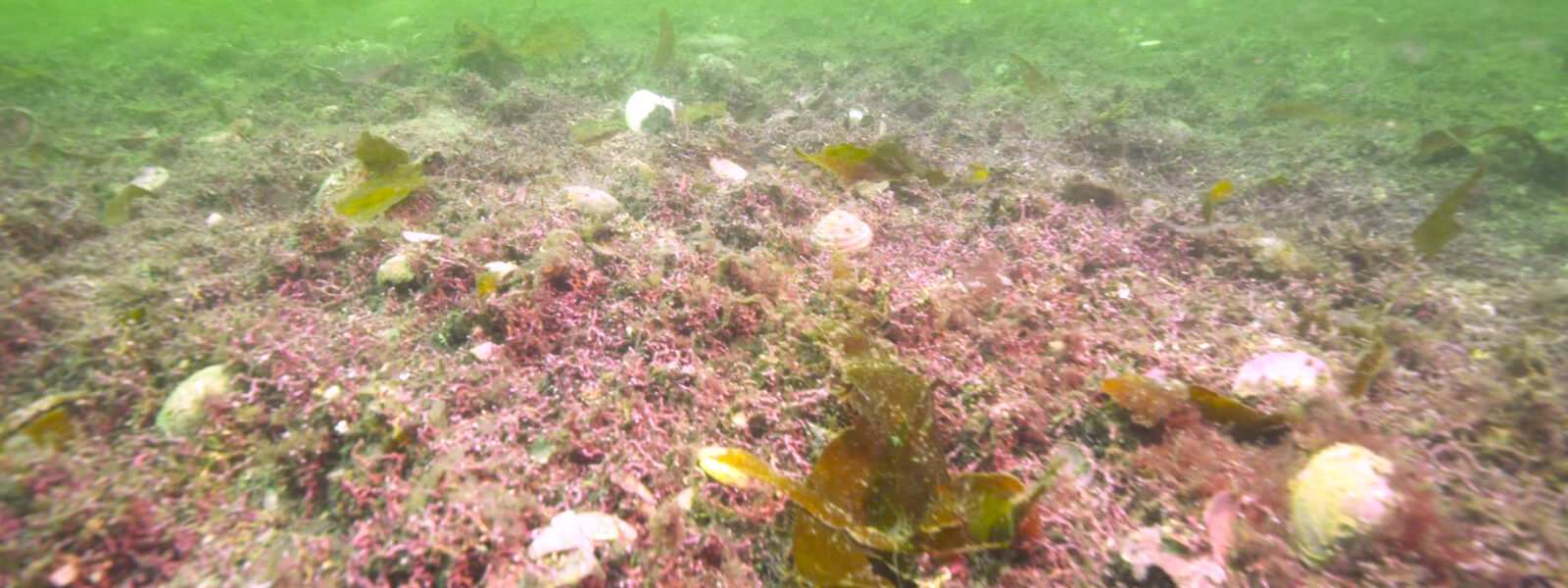 Help Us Save the Recovery of our ‘Maerl’ Marine Protected Area from Fish Farm Expansions