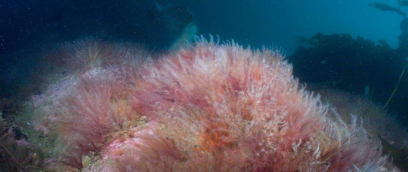 An Underwater Eden – June 2018